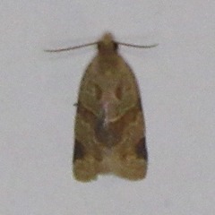 Clepsis peritana