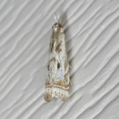 Microcrambus elegans