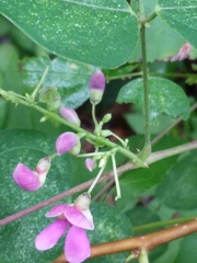 Phaseolus polystachios