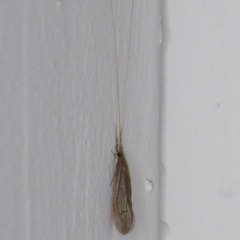 Oecetis
