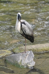 Ardea cinerea
