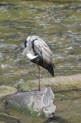Ardea cinerea