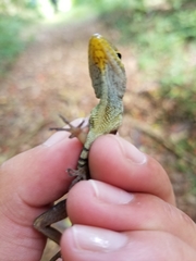 Anolis gundlachi
