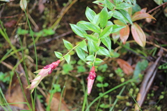 Vaccinium floribundum