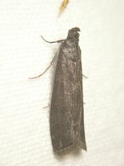 Phycitini