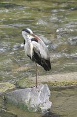 Ardea cinerea