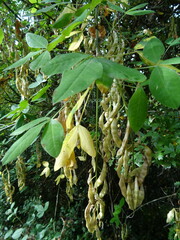 Laburnum anagyroides