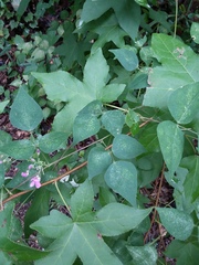 Phaseolus polystachios