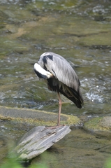 Ardea cinerea