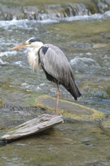 Ardea cinerea