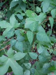 Phaseolus polystachios