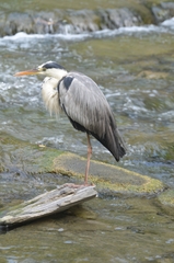 Ardea cinerea