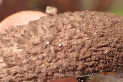 Strobilomyces