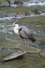 Ardea cinerea