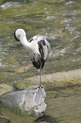 Ardea cinerea