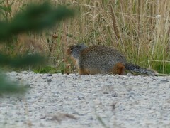 Urocitellus columbianus