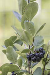 Aronia melanocarpa