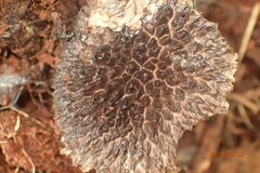 Strobilomyces