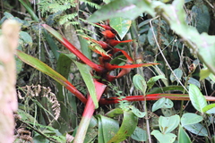 Guzmania