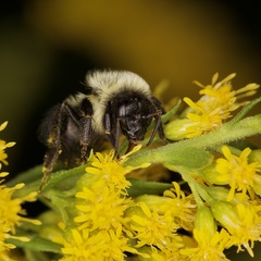 Bombus impatiens