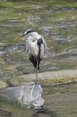 Ardea cinerea