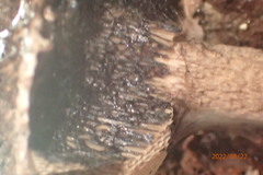Strobilomyces
