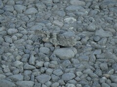 Trimerotropis pallidipennis