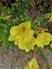Oenothera glazioviana