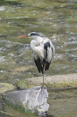 Ardea cinerea