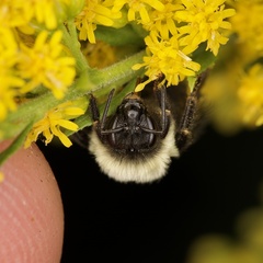 Bombus impatiens