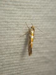 Argyresthia goedartella