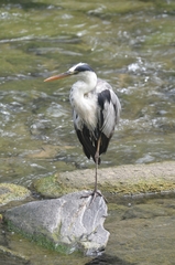 Ardea cinerea