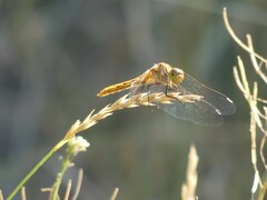 Sympetrum pallipes