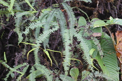 Gleicheniaceae