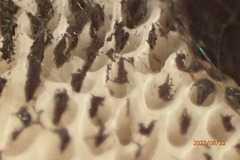 Strobilomyces