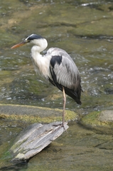 Ardea cinerea
