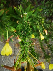Oenothera glazioviana