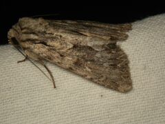 Apamea monoglypha