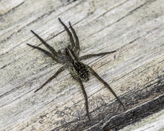 Tigrosa helluo