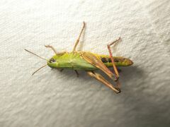 Pseudochorthippus parallelus