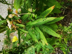 Oenothera glazioviana