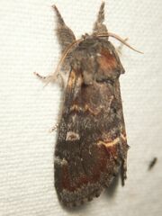 Notodonta dromedarius