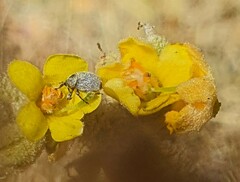 Verbascum sinaiticum