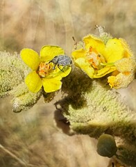 Verbascum sinaiticum
