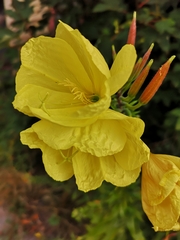 Oenothera glazioviana