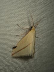 Rhodometra sacraria