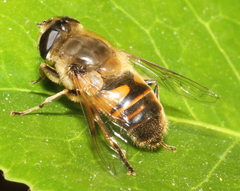 Eristalis tenax