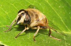 Eristalis tenax