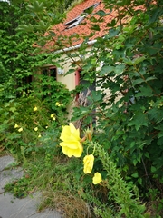 Oenothera glazioviana