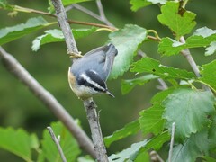 Sitta canadensis